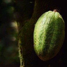 Cacao agriculture durable 