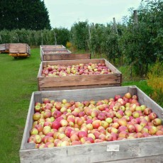 vergers pomme poire abricot framboise